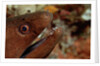 Yellow-margined Moray (Gymnothorax flavimarginatus) and Cleaner Shrimp working around its open mouth by Anonymous