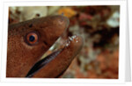 Yellow-margined Moray (Gymnothorax flavimarginatus) and Cleaner Shrimp working around its open mouth by Anonymous