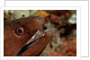 Yellow-margined Moray (Gymnothorax flavimarginatus) and Cleaner Shrimp working around its open mouth by Anonymous
