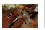 Yellow-margined Moray (Gymnothorax flavimarginatus) and Cleaner Shrimp working around its open mouth by Anonymous