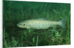 Trout (Salmo trutta), Austria, Europe. by Anonymous