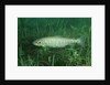 Trout (Salmo trutta), Austria, Europe. by Anonymous