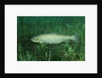 Trout (Salmo trutta), Austria, Europe. by Anonymous