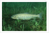 Trout (Salmo trutta), Austria, Europe. by Anonymous