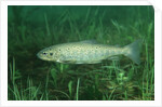 Trout (Salmo trutta), Austria, Europe. by Anonymous