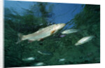 Rainbow Trout (Oncorhynchus mykiss) by Anonymous
