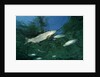 Rainbow Trout (Oncorhynchus mykiss) by Anonymous
