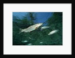 Rainbow Trout (Oncorhynchus mykiss) by Anonymous