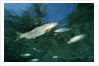 Rainbow Trout (Oncorhynchus mykiss) by Anonymous
