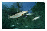 Rainbow Trout (Oncorhynchus mykiss) by Anonymous