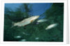 Rainbow Trout (Oncorhynchus mykiss) by Anonymous