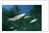 Rainbow Trout (Oncorhynchus mykiss) by Anonymous
