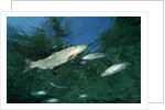 Rainbow Trout (Oncorhynchus mykiss) by Anonymous