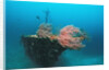 Halaveli Wreck and a scuba diver, Maldives. by Anonymous