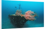 Halaveli Wreck and a scuba diver, Maldives. by Anonymous