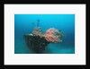 Halaveli Wreck and a scuba diver, Maldives. by Anonymous