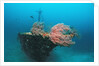 Halaveli Wreck and a scuba diver, Maldives. by Anonymous