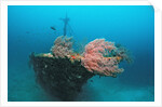 Halaveli Wreck and a scuba diver, Maldives. by Anonymous