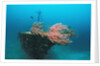 Halaveli Wreck and a scuba diver, Maldives. by Anonymous