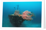 Halaveli Wreck and a scuba diver, Maldives. by Anonymous