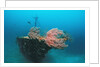 Halaveli Wreck and a scuba diver, Maldives. by Anonymous