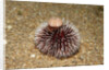 Violet Sea Urchin living animal and its test or shell on its top (Sphaerechinus granularis) by Anonymous