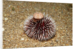 Violet Sea Urchin living animal and its test or shell on its top (Sphaerechinus granularis) by Anonymous