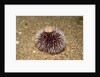 Violet Sea Urchin living animal and its test or shell on its top (Sphaerechinus granularis) by Anonymous