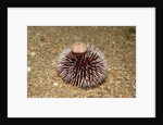 Violet Sea Urchin living animal and its test or shell on its top (Sphaerechinus granularis) by Anonymous