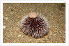 Violet Sea Urchin living animal and its test or shell on its top (Sphaerechinus granularis) by Anonymous