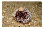 Violet Sea Urchin living animal and its test or shell on its top (Sphaerechinus granularis) by Anonymous