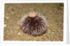 Violet Sea Urchin living animal and its test or shell on its top (Sphaerechinus granularis) by Anonymous