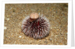Violet Sea Urchin living animal and its test or shell on its top (Sphaerechinus granularis) by Anonymous