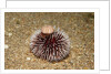 Violet Sea Urchin living animal and its test or shell on its top (Sphaerechinus granularis) by Anonymous
