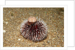 Violet Sea Urchin living animal and its test or shell on its top (Sphaerechinus granularis) by Anonymous