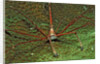 Spider crab, Stenorhynchus seticornus, British Virgin Islands, BVI, Caribbean Sea, Leeward Islands by Anonymous