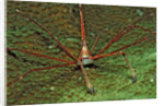 Spider crab, Stenorhynchus seticornus, British Virgin Islands, BVI, Caribbean Sea, Leeward Islands by Anonymous