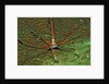 Spider crab, Stenorhynchus seticornus, British Virgin Islands, BVI, Caribbean Sea, Leeward Islands by Anonymous