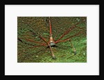 Spider crab, Stenorhynchus seticornus, British Virgin Islands, BVI, Caribbean Sea, Leeward Islands by Anonymous