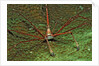 Spider crab, Stenorhynchus seticornus, British Virgin Islands, BVI, Caribbean Sea, Leeward Islands by Anonymous