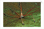 Spider crab, Stenorhynchus seticornus, British Virgin Islands, BVI, Caribbean Sea, Leeward Islands by Anonymous