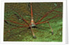 Spider crab, Stenorhynchus seticornus, British Virgin Islands, BVI, Caribbean Sea, Leeward Islands by Anonymous