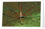 Spider crab, Stenorhynchus seticornus, British Virgin Islands, BVI, Caribbean Sea, Leeward Islands by Anonymous