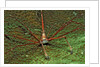 Spider crab, Stenorhynchus seticornus, British Virgin Islands, BVI, Caribbean Sea, Leeward Islands by Anonymous