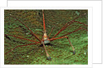 Spider crab, Stenorhynchus seticornus, British Virgin Islands, BVI, Caribbean Sea, Leeward Islands by Anonymous