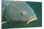 Carp head (Cyprinus carpio), Germany. by Anonymous