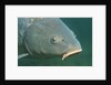 Carp head (Cyprinus carpio), Germany. by Anonymous