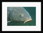 Carp head (Cyprinus carpio), Germany. by Anonymous