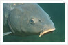 Carp head (Cyprinus carpio), Germany. by Anonymous