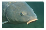 Carp head (Cyprinus carpio), Germany. by Anonymous